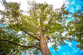 Best Tree Trimming and Pruning  in Mazomanie, WI